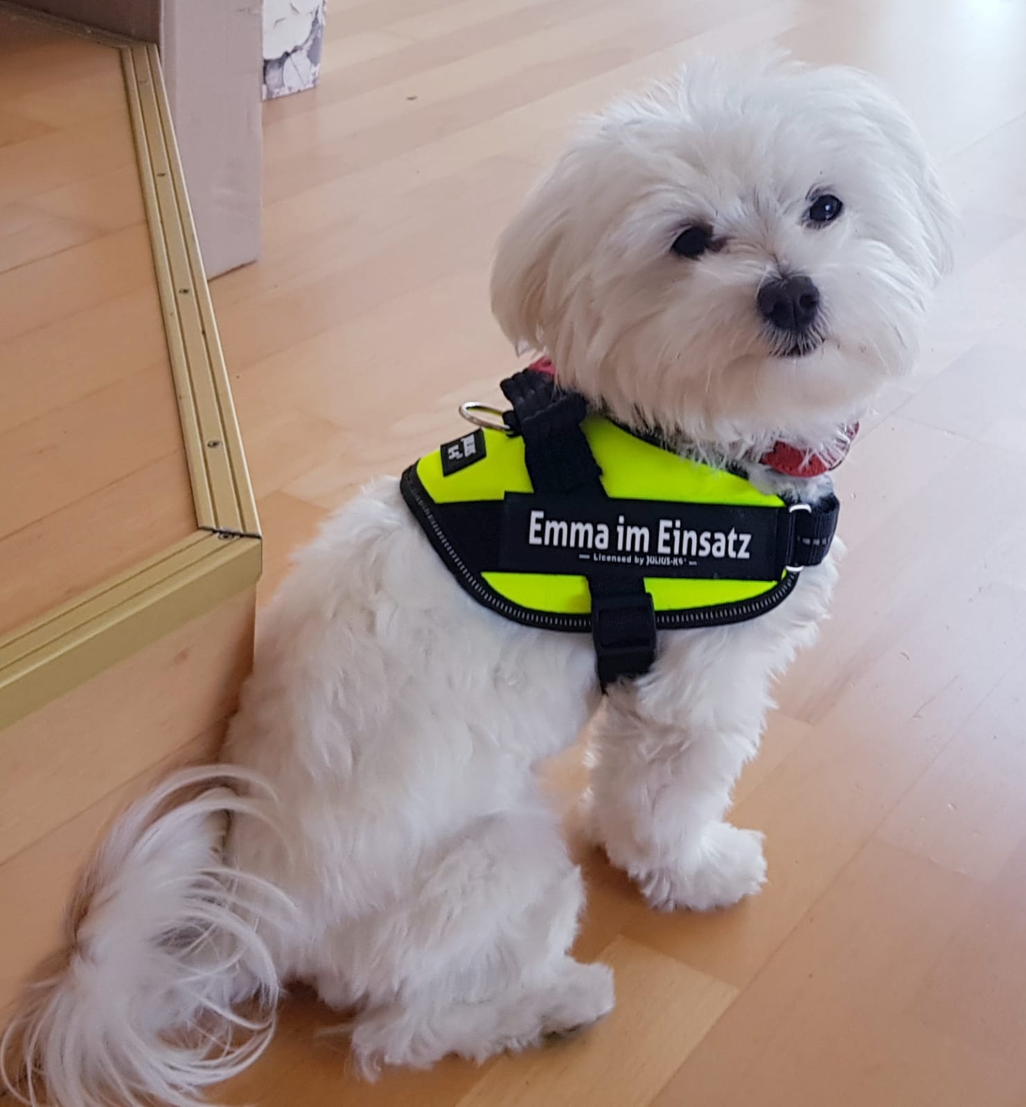 Schulhund "Birka"